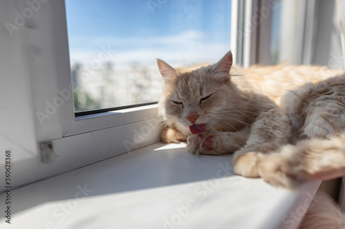 Fototapeta Naklejka Na Ścianę i Meble -  A beautiful fluffy house cat is lying on the windowsill