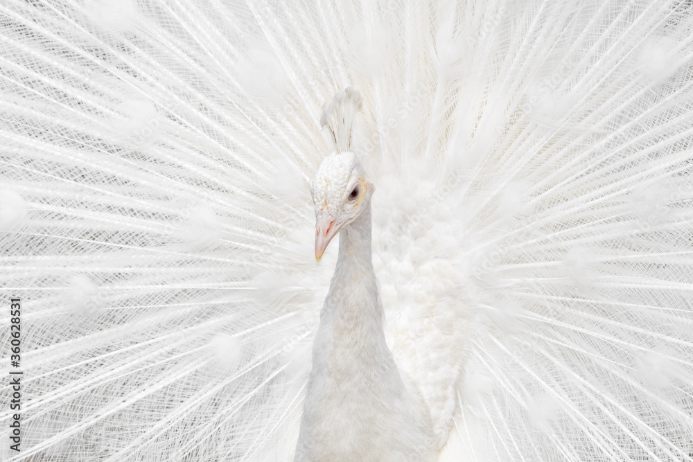 Fototapeta premium Splending White Peacock portrait