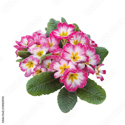 Bright pink colors of primrose isolated on a white background