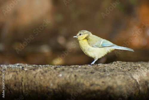 Great tit drinking water from a fountain in the Monfrague National Park in Spain. photo