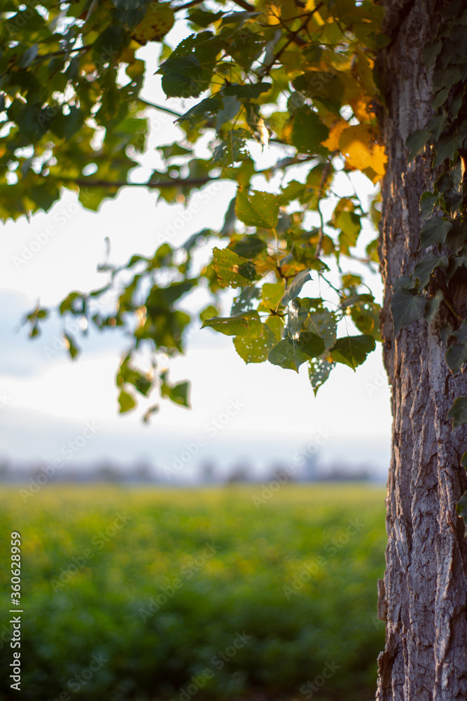 Fototapeta premium Baum vor Rapsfeld