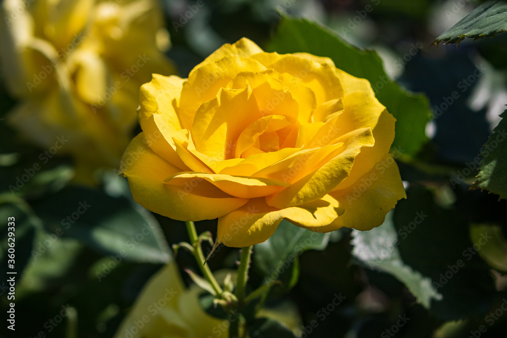 Open blooming yellow rose. Beautiful bright yellow flower among green leaves. Spring park. Close-up. On open air. Front view. Open blooming yellow rose. Beautiful bright yellow flower among green leaves. Spring park. Close-up. On open air. Front view.