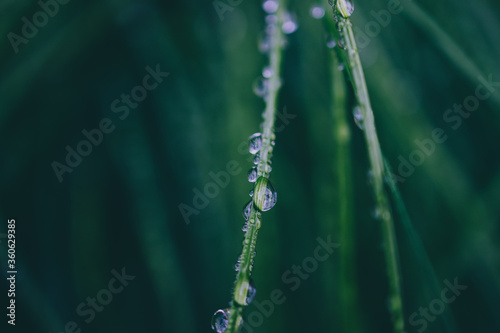 close-up of poa poiformis grass plant outdoor covered in raindrops