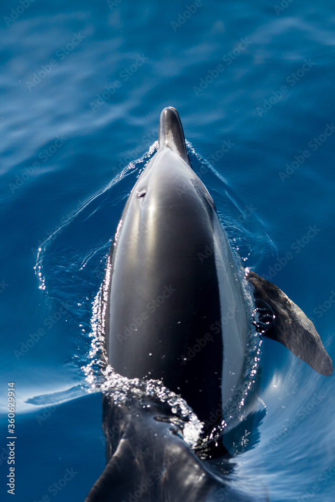 Fototapeta premium Delfin