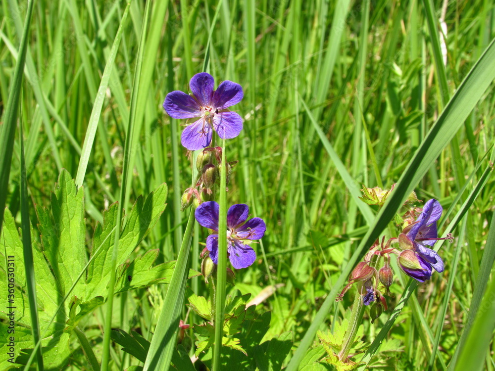 bluebell flowers close-up on a summer meadow in the sun bluebell flowers close-up on a summer meadow in the sun