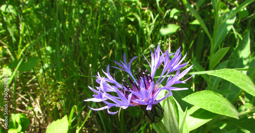 mountain cornflower flower close-up on a summer meadow in the sun