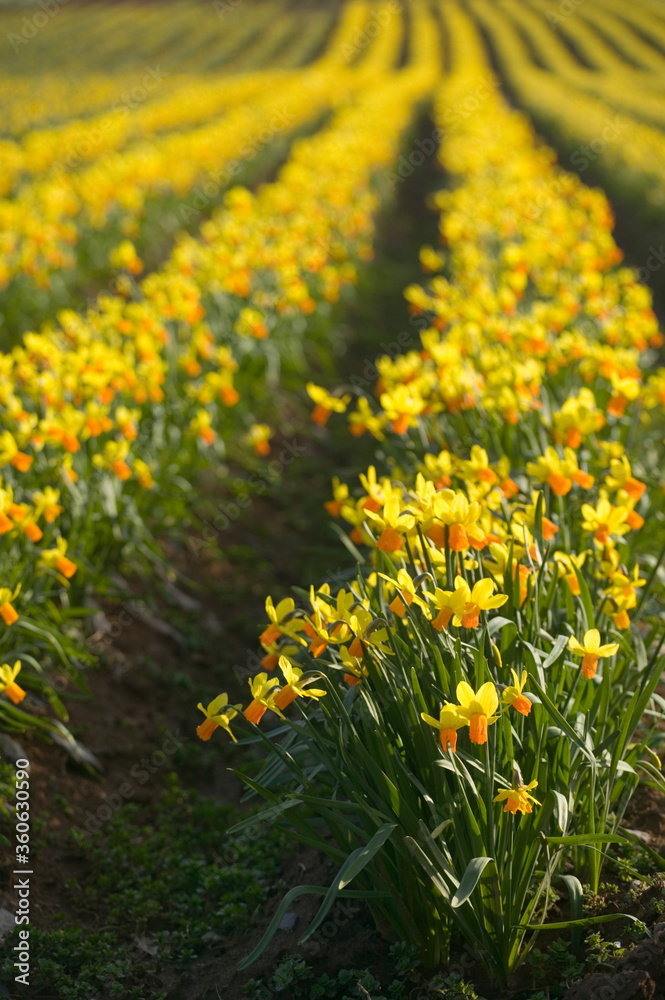 Obraz premium Field of daffodils, Tenby, Pembrokeshire, Wales
