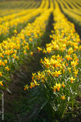 Field of daffodils, Tenby, Pembrokeshire, Wales