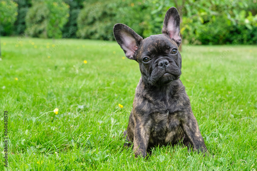 Puppy black brown brindle French bulldog sitting in the grass. Natural background