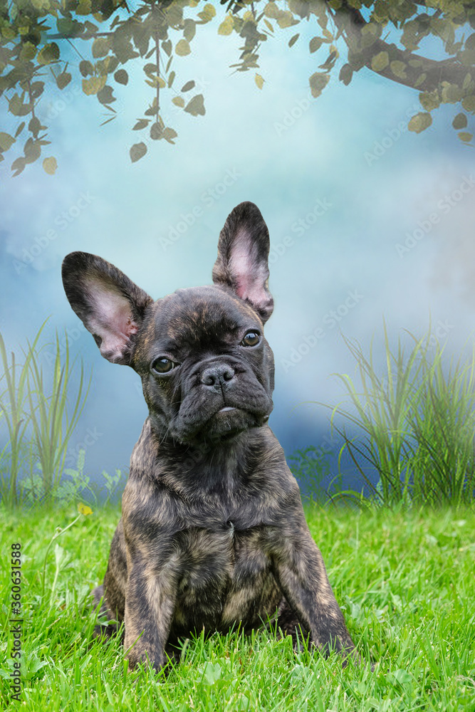 An adorable brown and black brindle French Bulldog Dog, against a dramatic sky with a tree in background, composite photo