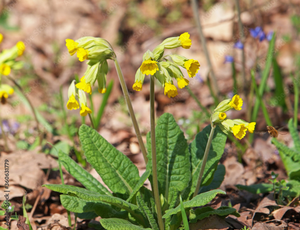Yellow flowers of cowslip primrose, Primula veris Yellow flowers of cowslip primrose, Primula veris