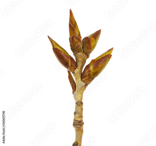 Branch of poplar with buds in early spring isolated on white 