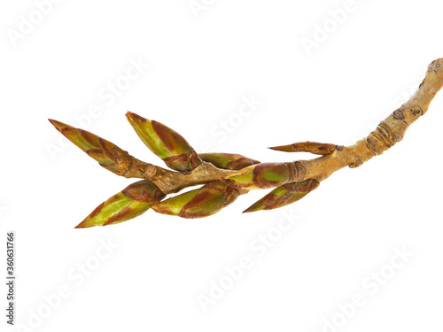 Branch of poplar with buds in early spring isolated on white photo