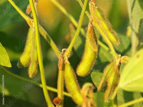 Soybean plant with pods  Glycine max 