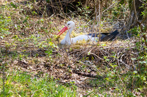white stork in the nest