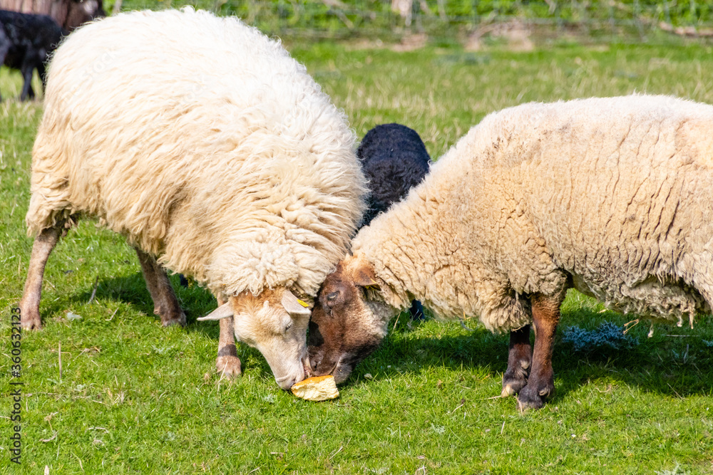 Fototapeta premium two sheep fighting over bread food
