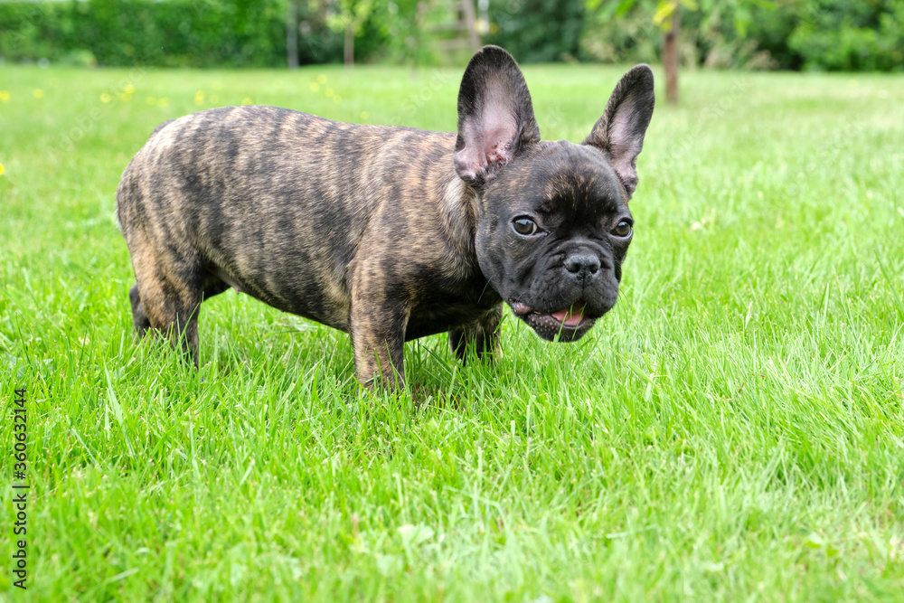 A cute adorable brown and black French Bulldog Dog is standing in the grass with a cute expression in the wrinkled face