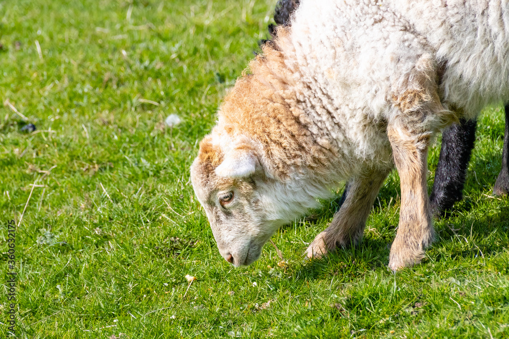 Fototapeta premium young sheep lamb in the meadow