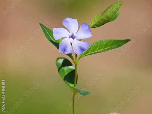 Photography Blue flower of periwinkle or vinca