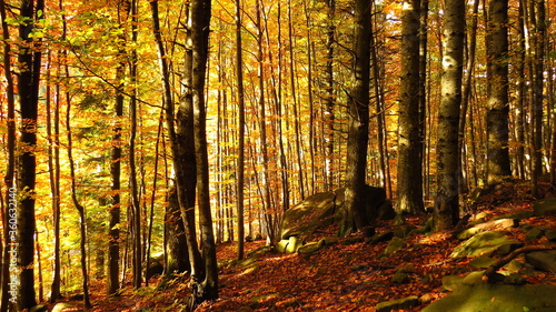 the beech forest in autumn