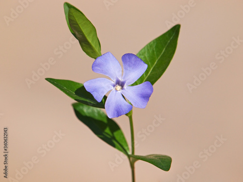 Obraz na plátně Blue flower of periwinkle or vinca