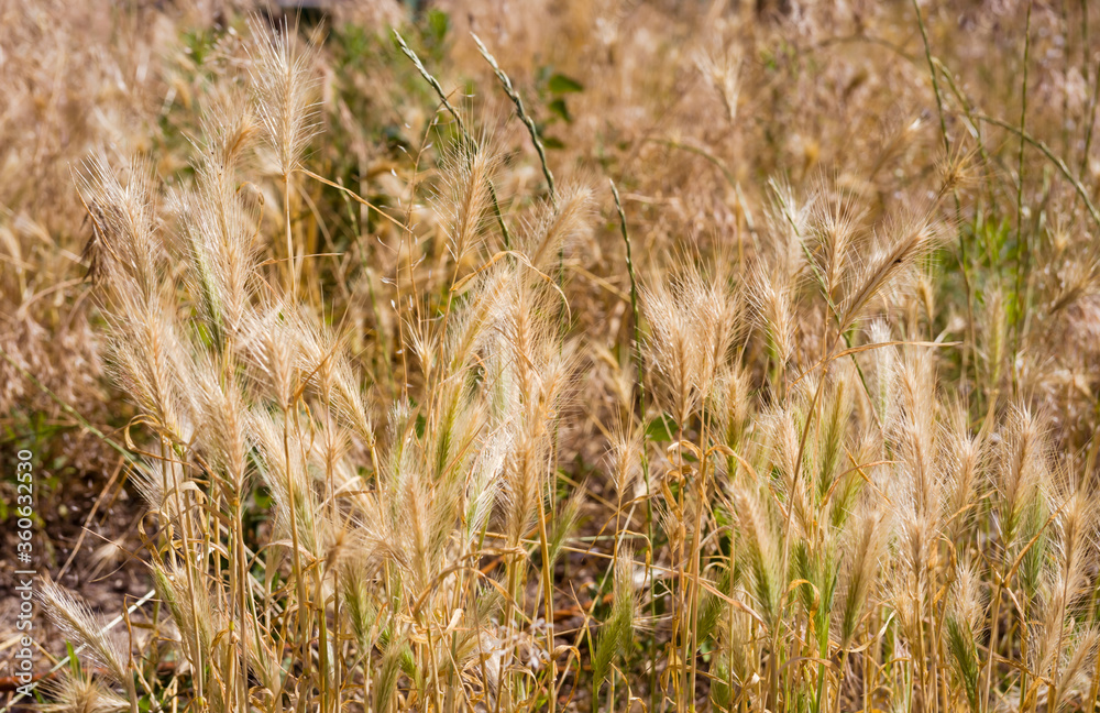 Grass with yellow spikelets. Background from yellow plants. Street vegetation in the green zone. Summer sunny day. Grass with yellow spikelets. Background from yellow plants. Street vegetation in the green zone. Summer sunny day.