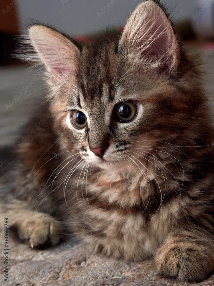 Portrait of a two-month-old Norwegian forest cat kitten.