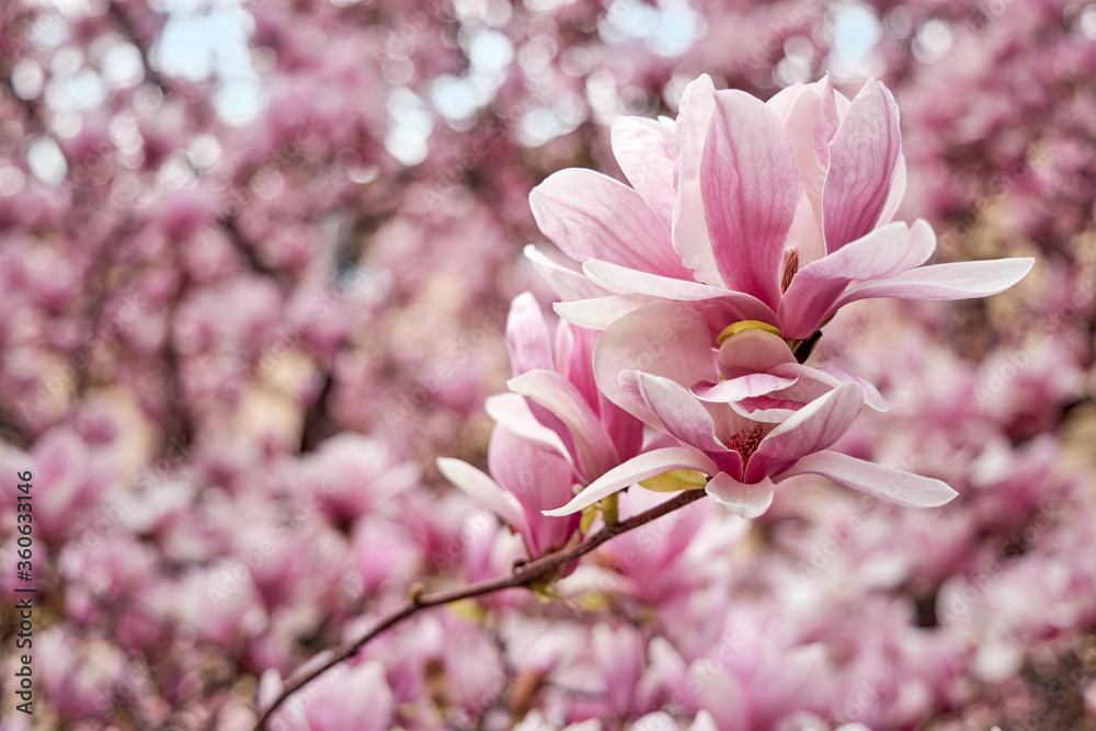 Fototapeta premium Beautiful flowers of a blossoming magnolia pink. Blue sky on the background.