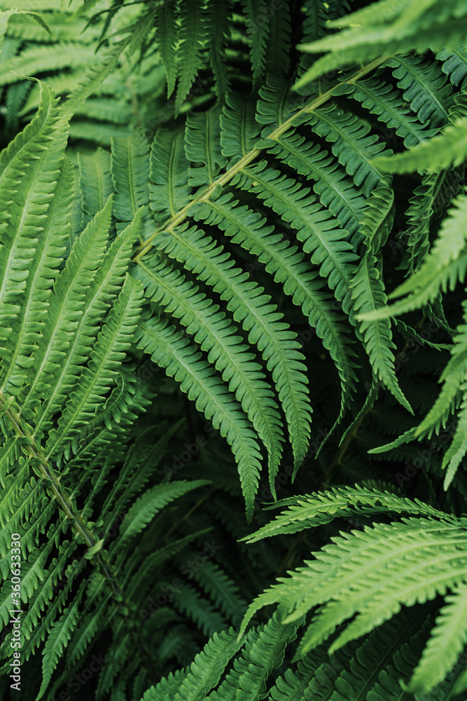green fern leaves macro green fern leaves macro