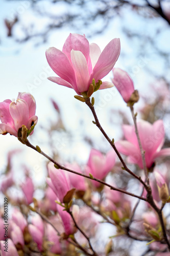 Close up of magnolia petals. Spring floral background with magnolia flowers.