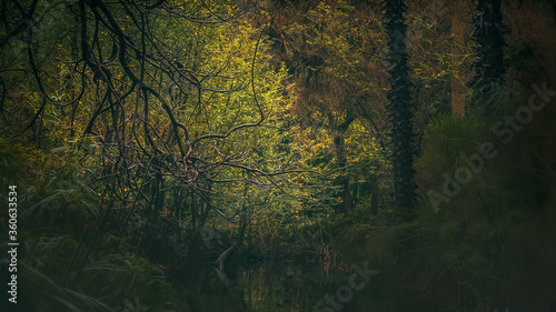 A small pond surrounded by dense trees and vegetation of every kind deep in the forest.