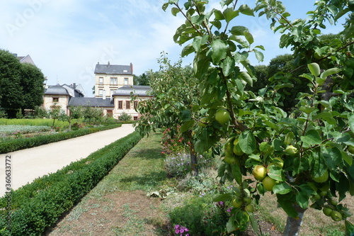 Apfelbaum im Prinz-Georg-Garten  ein Barockgarten in Darmstadt