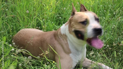 american staffordshire terrier in nature in the grass photo