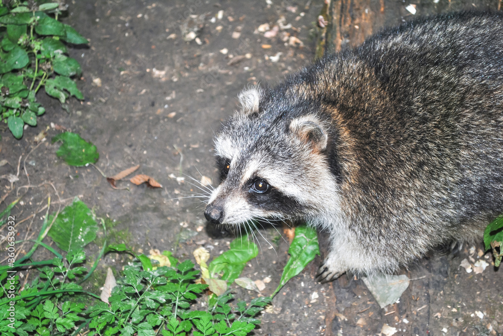 Naklejka premium Fatty raccoon walking at night