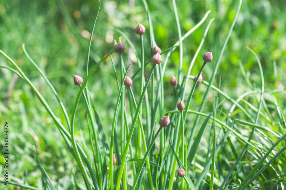 Pink buds of onions growng in sunny light spring garden, selective focus Pink buds of onions growng in sunny light spring garden, selective focus