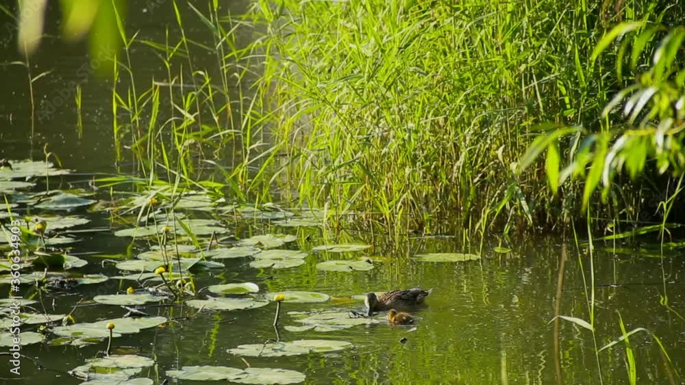 Mom duck teaches baby to get food in the water Mom duck teaches baby to get food in the water