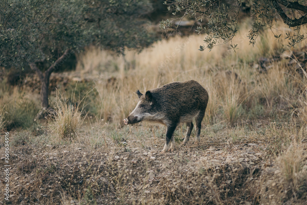 An animal standing on a dry grass field An animal standing on a dry grass field