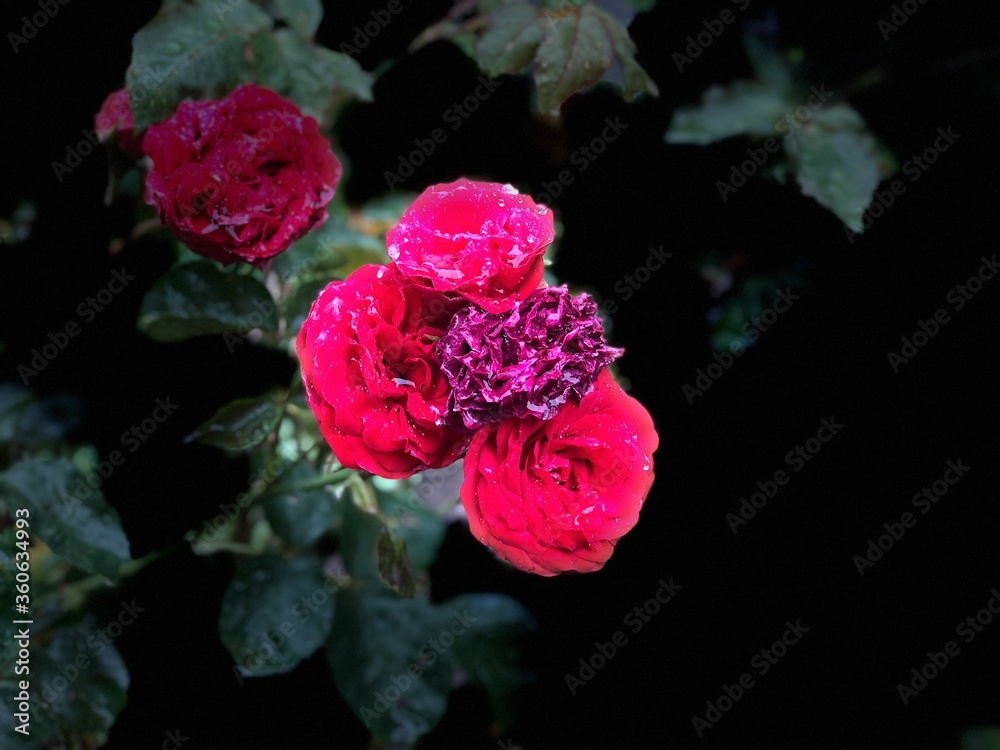 Obraz premium schwarzer Hintergrund Rose rot