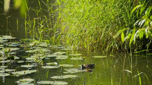 Mom duck teaches baby to get food in the water