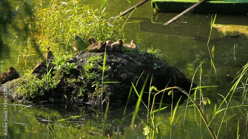 A group of young ducks give up on an islet