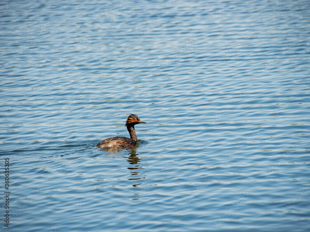 Close up shot of a Black-necked grebe swimming in a pond
