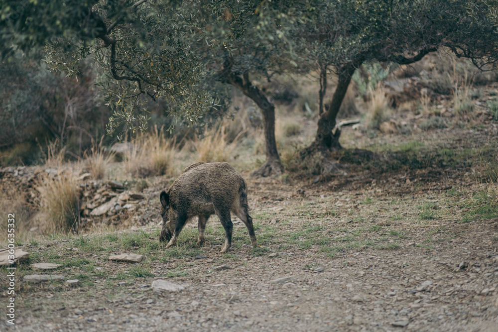 Fototapeta premium A group of giraffe standing on top of a dry grass field