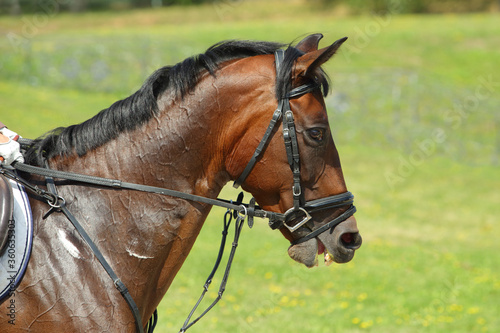 Equestrian sport. Portrait sports gray stallion in the bridle. Dressage horse