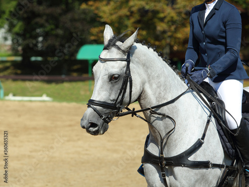 White dressage sports horse portrait under saddle. Ammunition, flat.
