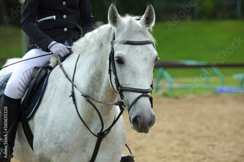White dressage sports horse portrait under saddle. Ammunition, flat.