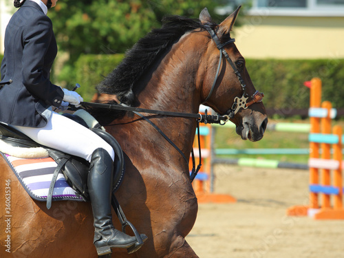 Sports jumping horse portrait under saddle. Ammunition, flat. © horsemen