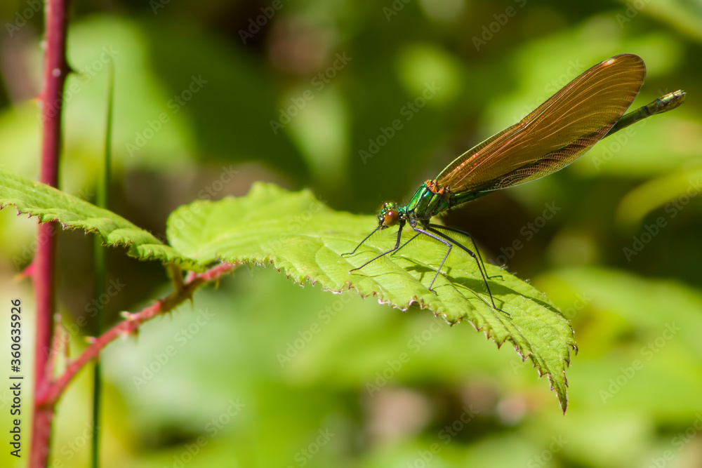 damselfly on a green leaf damselfly on a green leaf