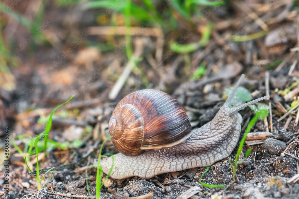 Garden snail crawling on ground in summer forest side view, selective focus Garden snail crawling on ground in summer forest side view, selective focus