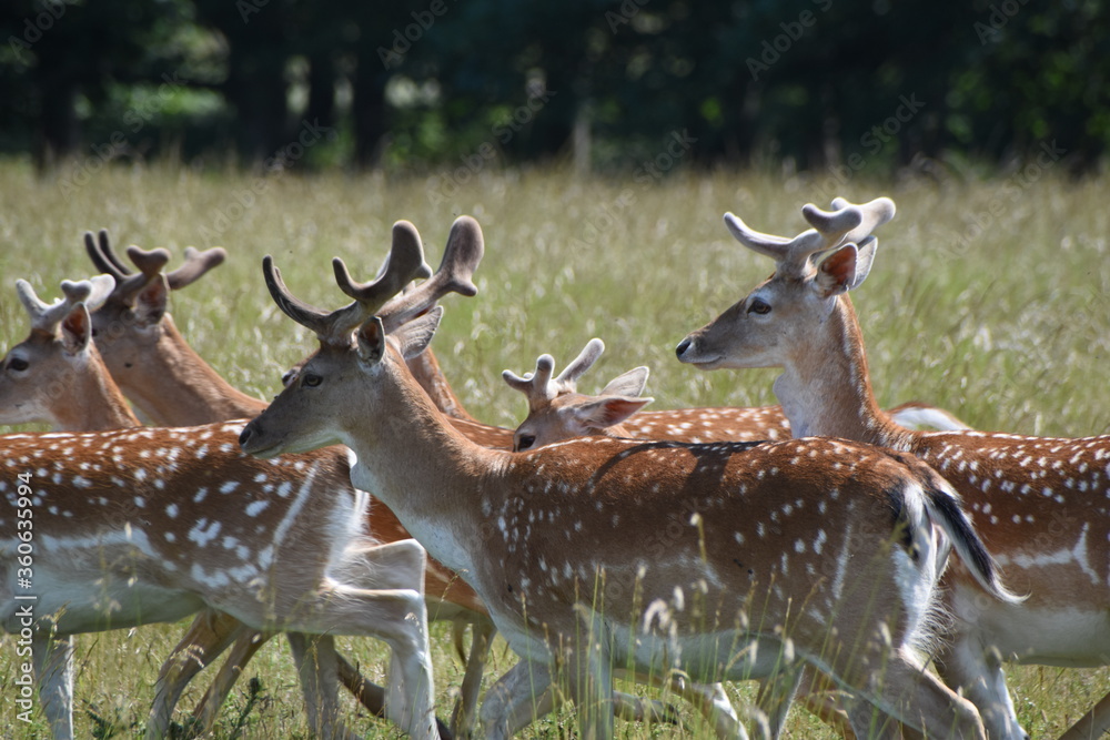 Obraz premium Fawn deer at Holkham Hall's country park, Norfolk, UK