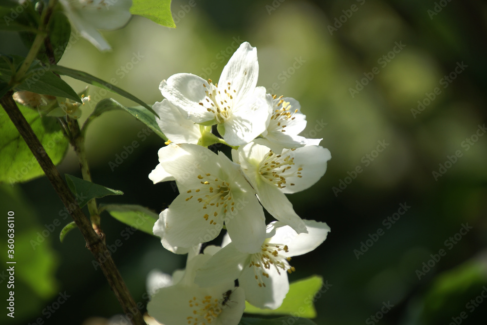 Weiße Blüten an Strauch 2020069 in München Stock Photo Adobe Stock